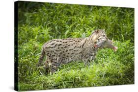 Female Fishing cat with fish prey in mouth, Bangladesh-Paul Williams-Stretched Canvas