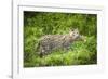 Female Fishing cat with fish prey in mouth, Bangladesh-Paul Williams-Framed Photographic Print