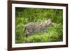 Female Fishing cat with fish prey in mouth, Bangladesh-Paul Williams-Framed Photographic Print