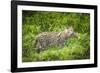 Female Fishing cat with fish prey in mouth, Bangladesh-Paul Williams-Framed Photographic Print