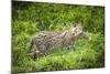 Female Fishing cat with fish prey in mouth, Bangladesh-Paul Williams-Mounted Photographic Print