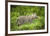 Female Fishing cat with fish prey in mouth, Bangladesh-Paul Williams-Framed Photographic Print