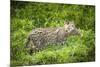 Female Fishing cat with fish prey in mouth, Bangladesh-Paul Williams-Mounted Photographic Print