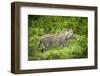 Female Fishing cat with fish prey in mouth, Bangladesh-Paul Williams-Framed Photographic Print