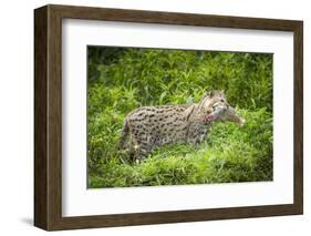 Female Fishing cat with fish prey in mouth, Bangladesh-Paul Williams-Framed Photographic Print