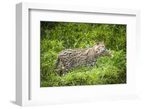 Female Fishing cat with fish prey in mouth, Bangladesh-Paul Williams-Framed Photographic Print