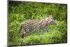 Female Fishing cat with fish prey in mouth, Bangladesh-Paul Williams-Mounted Photographic Print
