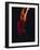 Female Flamenco Dancer, Cordoba, Spain-Merrill Images-Framed Photographic Print