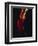 Female Flamenco Dancer, Cordoba, Spain-Merrill Images-Framed Photographic Print