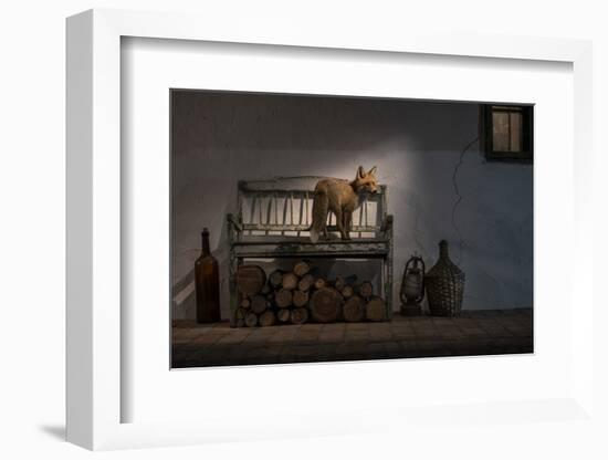 Female Fox on the porch of a farmhouse, Hungary-Milan Radisics-Framed Photographic Print