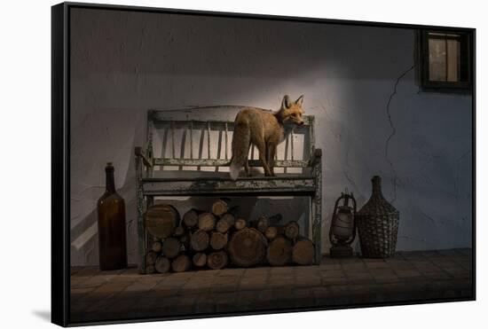 Female Fox on the porch of a farmhouse, Hungary-Milan Radisics-Framed Stretched Canvas