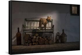 Female Fox on the porch of a farmhouse, Hungary-Milan Radisics-Framed Stretched Canvas