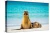 Female Galapagos sea lion with pup resting on beach, Ecuador-Tui De Roy-Stretched Canvas
