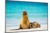 Female Galapagos sea lion with pup resting on beach, Ecuador-Tui De Roy-Mounted Photographic Print