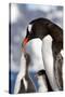 Female Gentoo Penguins and Chicks During Feeding-Dmytro Pylypenko-Stretched Canvas