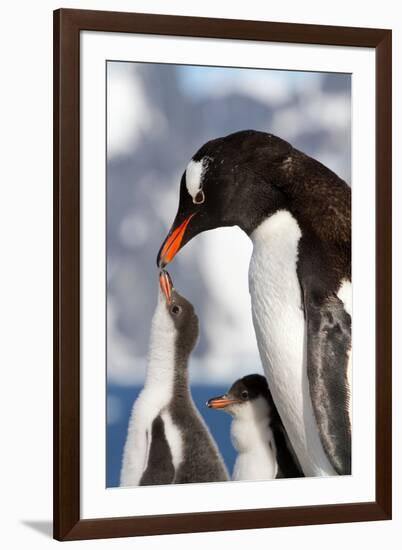 Female Gentoo Penguins and Chicks During Feeding-Dmytro Pylypenko-Framed Photographic Print