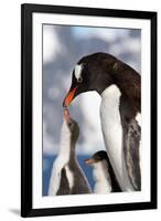 Female Gentoo Penguins and Chicks During Feeding-Dmytro Pylypenko-Framed Photographic Print