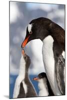 Female Gentoo Penguins and Chicks During Feeding-Dmytro Pylypenko-Mounted Photographic Print