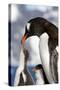 Female Gentoo Penguins and Chicks During Feeding-Dmytro Pylypenko-Stretched Canvas