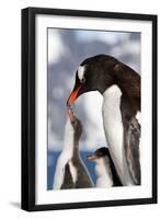 Female Gentoo Penguins and Chicks During Feeding-Dmytro Pylypenko-Framed Photographic Print
