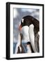 Female Gentoo Penguins and Chicks During Feeding-Dmytro Pylypenko-Framed Photographic Print