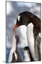 Female Gentoo Penguins and Chicks During Feeding-Dmytro Pylypenko-Mounted Photographic Print