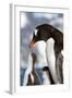 Female Gentoo Penguins and Chicks During Feeding-Dmytro Pylypenko-Framed Photographic Print