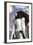 Female Gentoo Penguins and Chicks During Feeding-Dmytro Pylypenko-Framed Photographic Print