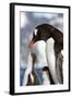 Female Gentoo Penguins and Chicks During Feeding-Dmytro Pylypenko-Framed Photographic Print