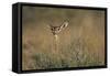 Female Gerenuk Behind Bush-null-Framed Stretched Canvas