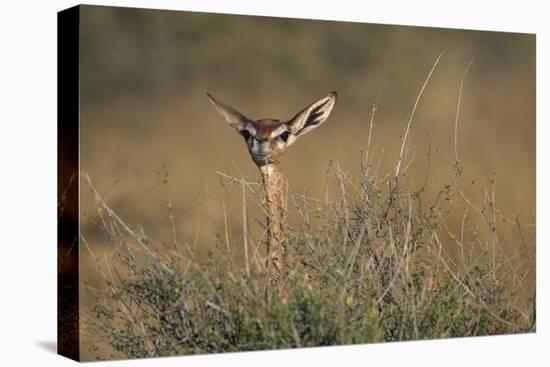 Female Gerenuk Behind Bush-null-Stretched Canvas