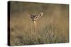 Female Gerenuk Behind Bush-null-Stretched Canvas