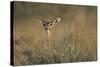 Female Gerenuk Behind Bush-null-Stretched Canvas