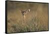 Female Gerenuk Behind Bush-null-Framed Stretched Canvas