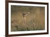 Female Gerenuk Behind Bush-null-Framed Photographic Print