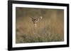 Female Gerenuk Behind Bush-null-Framed Photographic Print