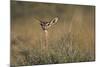 Female Gerenuk Behind Bush-null-Mounted Photographic Print