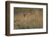 Female Gerenuk Behind Bush-null-Framed Photographic Print