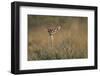 Female Gerenuk Behind Bush-null-Framed Photographic Print