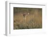 Female Gerenuk Behind Bush-null-Framed Photographic Print