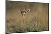 Female Gerenuk Behind Bush-null-Mounted Photographic Print