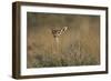 Female Gerenuk Behind Bush-null-Framed Photographic Print