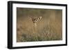 Female Gerenuk Behind Bush-null-Framed Photographic Print