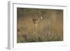 Female Gerenuk Behind Bush-null-Framed Photographic Print