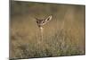 Female Gerenuk Behind Bush-null-Mounted Photographic Print