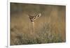 Female Gerenuk Behind Bush-null-Framed Photographic Print