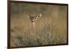 Female Gerenuk Behind Bush-null-Framed Photographic Print