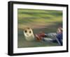 Female Goalie Attempting to Stop a Soccer Ball-null-Framed Photographic Print