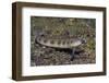 Female Goldbar Sand Diver-Hal Beral-Framed Photographic Print