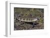 Female Goldbar Sand Diver-Hal Beral-Framed Photographic Print